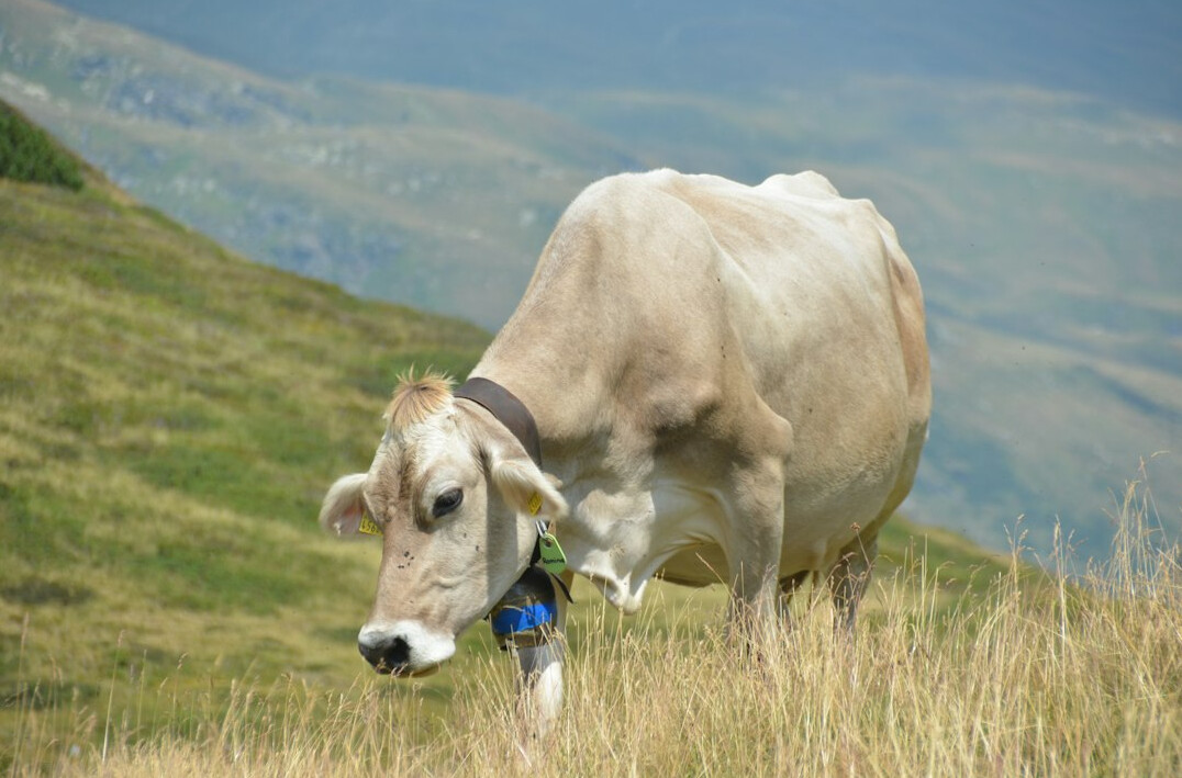 wild animals in alps